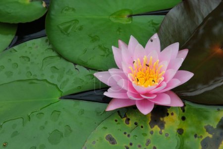 Téléchargez les photos : Vue rapprochée d'un étang de jardin avec fleur de lotus et nénuphar - en image libre de droit