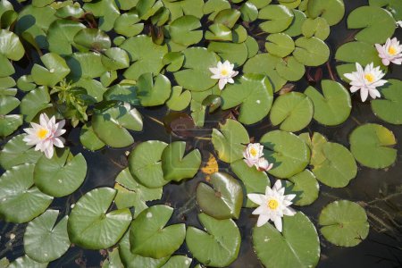 Téléchargez les photos : Vue rapprochée d'un étang de jardin avec des fleurs de lotus et des nénuphars - en image libre de droit