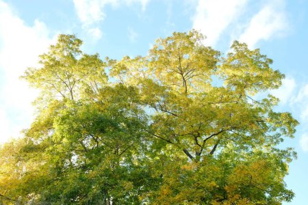 Téléchargez les photos : Vue d'un feuillage d'arbres verts contre un ciel bleu - en image libre de droit