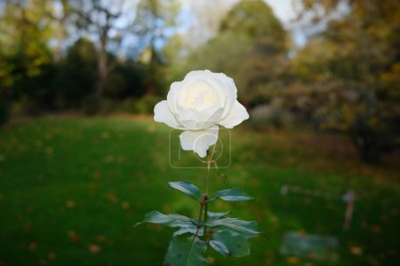 Photo for Close up view of a beautiful white rose in a garden - Royalty Free Image
