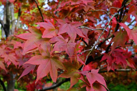 Photo for Close up view of red maple leaves in the garden - Royalty Free Image