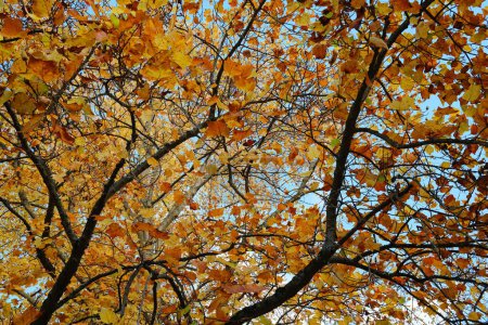 Foto de Mirando a un árbol frondoso en otoño - Imagen libre de derechos