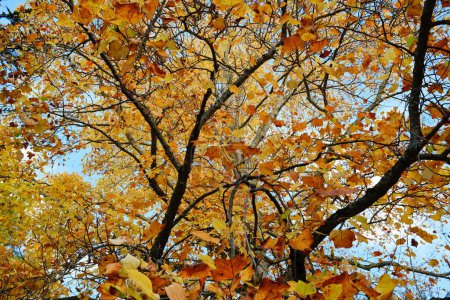 Foto de Mirando a un árbol frondoso en otoño - Imagen libre de derechos