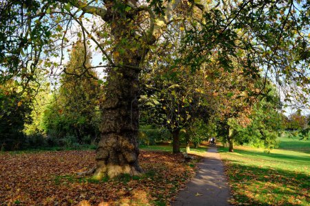 Foto de Vista panorámica de un sendero frondoso en un hermoso jardín del parque de otoño - Imagen libre de derechos