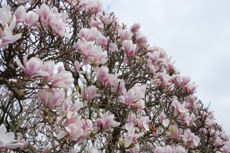 View of flowers in bloom on a Magnolia trees
