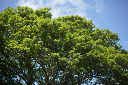 Foto de Vista de un árbol verde frondoso contra un cielo azul - Imagen libre de derechos