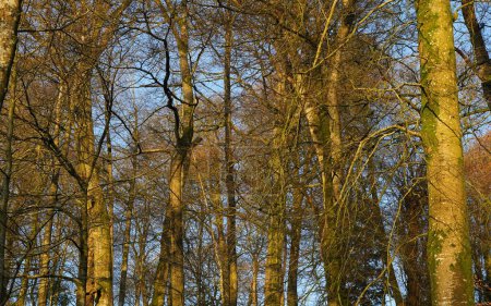 Téléchargez les photos : Vue des arbres dans une forêt dense - en image libre de droit