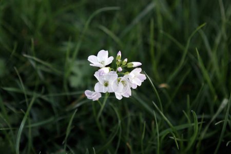 Nahaufnahme der schönen weißen Blumen, die in einem Garten wachsen