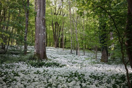 Vista panorámica de un bosque verde con flores blancas