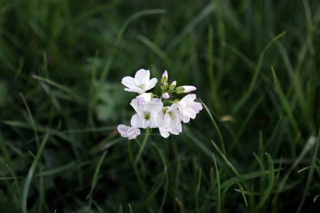 Foto de Vista de cerca de hermosas flores blancas que crecen en un jardín - Imagen libre de derechos