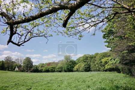 Téléchargez les photos : Arbres verts et buissons le jour de l'été - en image libre de droit