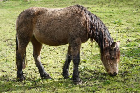 Blick auf ein Pferd, das auf einer grünen Wiese im ländlichen England weidet
