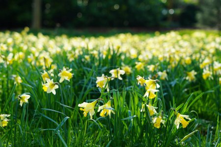 View of yellow daffodils (Narcissus pseudonarcissus) growing in a garden in spring