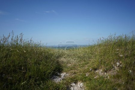 Foto de Vista panorámica del paisaje en un verde campo de cultivo con cielo azul claro por encima visto en la llanura de Salisbury en Wiltshire Inglaterra - Imagen libre de derechos