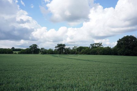 Foto de Escénica vista del paisaje de un campo de granja verde exuberante abierto y cielo azul nublado arriba en un día de verano - Imagen libre de derechos