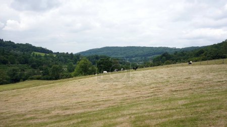 Foto de Escénica vista del campo de ovejas y corderos pastando en un campo verde en un soleado día de verano en la zona rural de Wiltshire Inglaterra - Imagen libre de derechos