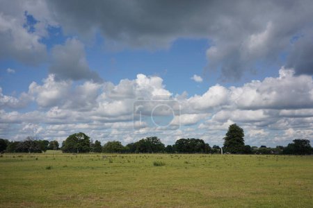 Téléchargez les photos : Vue paysage panoramique d'un champ de ferme verdoyant spacieux et ouvert et ciel nuageux bleu au-dessus par une journée d'été - en image libre de droit
