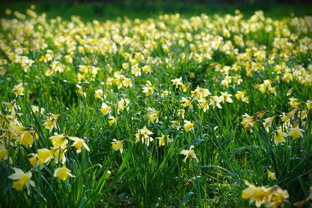 View of yellow daffodils (Narcissus pseudonarcissus) growing in a garden in spring