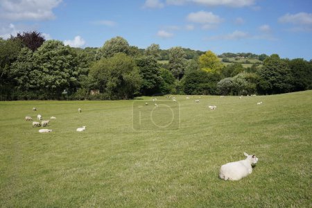 Foto de Escénica vista del campo de ovejas y corderos pastando en un campo verde en un soleado día de verano en la zona rural de Wiltshire Inglaterra - Imagen libre de derechos