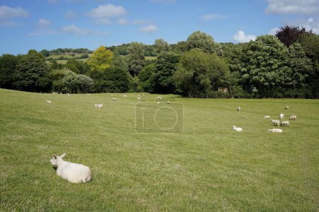 Photo for Scenic countryside view of sheep and lambs grazing in a green field on a sunny summer day in rural wiltshire England - Royalty Free Image