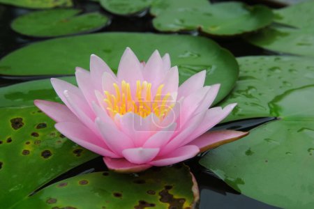 Foto de Vista de cerca de unas hermosas flores de loto con almohadillas de lirio en un estanque de jardín - Imagen libre de derechos