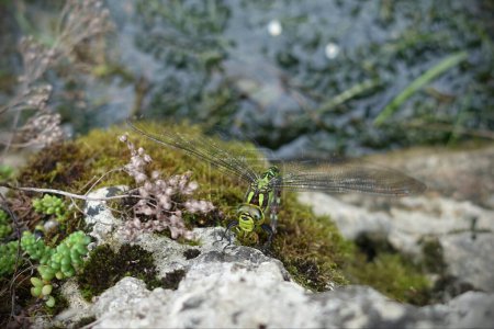 Foto de Vista de cerca de una libélula emperador (Anax imperator) en verano visto aferrándose a una planta en un jardín - Imagen libre de derechos