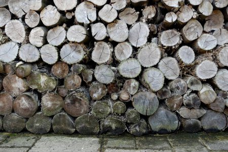 Grumes de bois de chauffage empilées dans un pieu