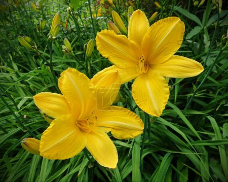 Foto de Primer plano de flores de lirio amarillo en un jardín - Imagen libre de derechos