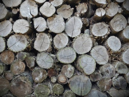 Téléchargez les photos : Grumes de bois de chauffage empilées dans un pieu - en image libre de droit