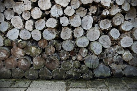 Firewood Logs Stacked in a Piles