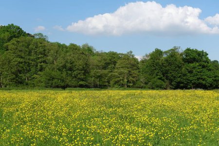 Landschaftspanorama von einem grünen Feld in einem Tal mit gelben Ranunkelblüten und einem blauen Himmel darüber - nämlich dem Avon Valley an der Grenze zu Wiltshire Somerset in der Nähe von Bath in England
