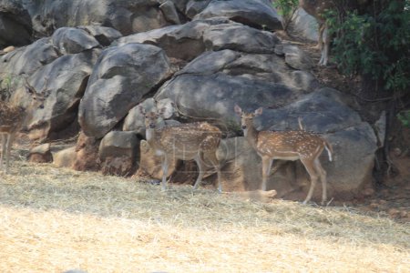Foto de Ciervos indios en el parque nacional Bannerghatta Bangalore sentados o de pie en el zoológico. bosque Santuarios de vida silvestre en Karnataka India - Imagen libre de derechos