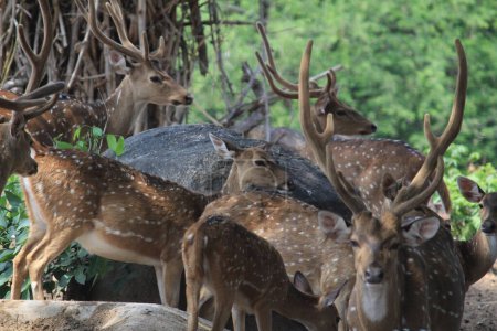 Foto de Indian deers at Bannerghatta national park Bangalore sitting or standing in the zoo. forest Wildlife sanctuaries in Karnataka India - Imagen libre de derechos