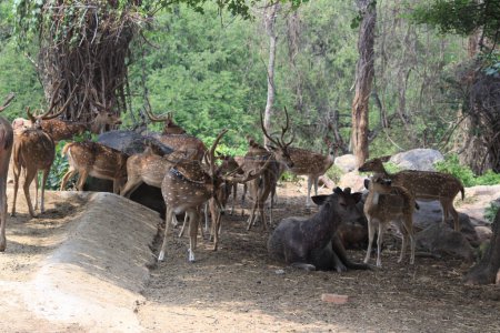 Foto de Ciervos indios en el parque nacional Bannerghatta Bangalore sentados o de pie en el zoológico. bosque Santuarios de vida silvestre en Karnataka India - Imagen libre de derechos