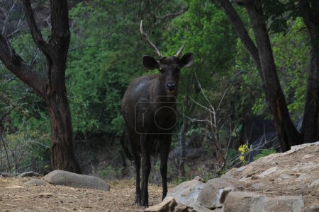 Foto de Ciervos del agua de la India en el parque nacional Bannerghatta Bangalore sentado o de pie en el zoológico. bosque Santuarios de vida silvestre en Karnataka India - Imagen libre de derechos