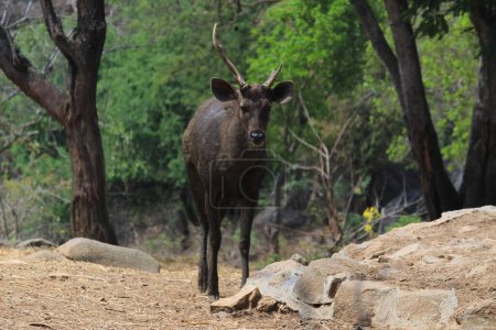 Foto de Ciervos del agua de la India en el parque nacional Bannerghatta Bangalore sentado o de pie en el zoológico. bosque Santuarios de vida silvestre en Karnataka India - Imagen libre de derechos