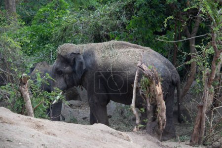Foto de Elefante indio en el parque nacional Bannerghatta Bangalore de pie en el zoológico. bosque Santuarios de vida silvestre en Karnataka India - Imagen libre de derechos