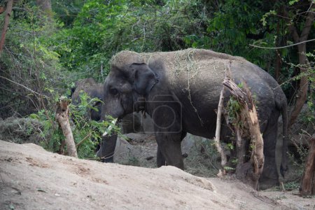 Foto de Elefante indio en el parque nacional Bannerghatta Bangalore de pie en el zoológico. bosque Santuarios de vida silvestre en Karnataka India - Imagen libre de derechos