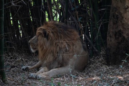 Foto de León indio en el parque nacional Bannerghatta Bangalore de pie en el zoológico. bosque Santuarios de vida silvestre en Karnataka India - Imagen libre de derechos