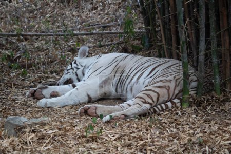 Foto de Tigre blanco indio en el parque nacional Bannerghatta Bangalore de pie en el zoológico. bosque Santuarios de vida silvestre en Karnataka India - Imagen libre de derechos