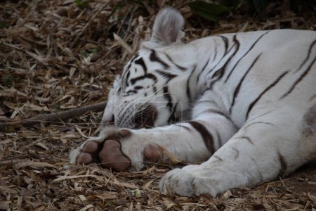 Foto de Tigre blanco indio en el parque nacional Bannerghatta Bangalore de pie en el zoológico. bosque Santuarios de vida silvestre en Karnataka India - Imagen libre de derechos