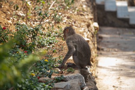 Foto de Pequeño mono bebé en el parque nacional Bannerghatta Bangalore de pie en el zoológico. bosque Santuarios de vida silvestre en Karnataka India - Imagen libre de derechos