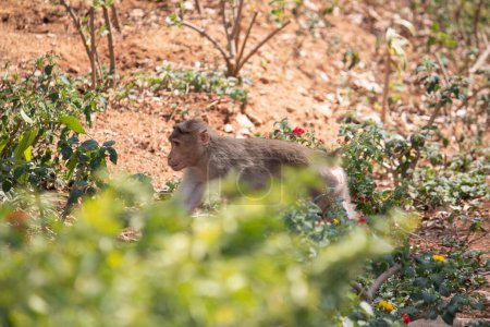 Foto de Pequeño mono bebé en el parque nacional Bannerghatta Bangalore de pie en el zoológico. bosque Santuarios de vida silvestre en Karnataka India - Imagen libre de derechos