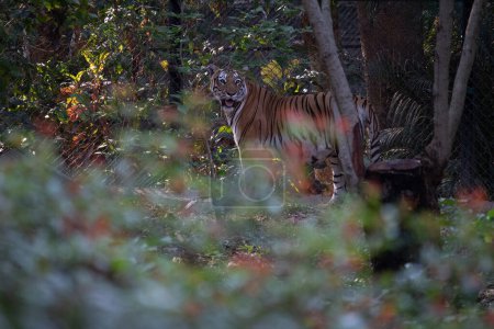 Foto de Tigre en el parque nacional Bannerghatta Bangalore de pie en el zoológico. bosque Santuarios de vida silvestre en Karnataka India - Imagen libre de derechos