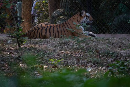 Foto de Tigre en el parque nacional Bannerghatta Bangalore de pie en el zoológico. bosque Santuarios de vida silvestre en Karnataka India - Imagen libre de derechos