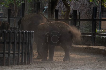 Foto de Elefante bebé jugando con la madre en el parque nacional Bannerghatta Bangalore corriendo en el zoológico. bosque Santuarios de vida silvestre en Karnataka India - Imagen libre de derechos