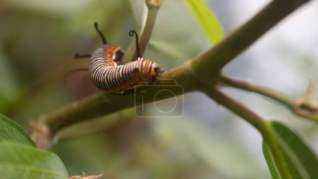 Foto de Oruga mariposa monarca sobre una hoja verde con una hoja parcialmente comido - Imagen libre de derechos