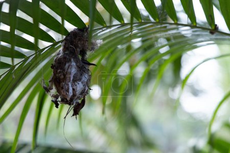 Photo for Little baby bird hungry and sitting in the nest and waiting for the his mom for the food - Royalty Free Image