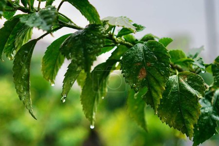 European nettle tree leaves after rain with raindrops hanging off the edge.Tropical view.