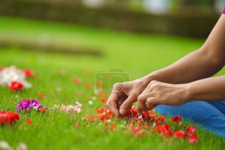 Una persona está sembrando pétalos de flores rojas, blancas y púrpuras en hierba verde (también conocido como Nyekar en la cultura javanesa / indonesia).